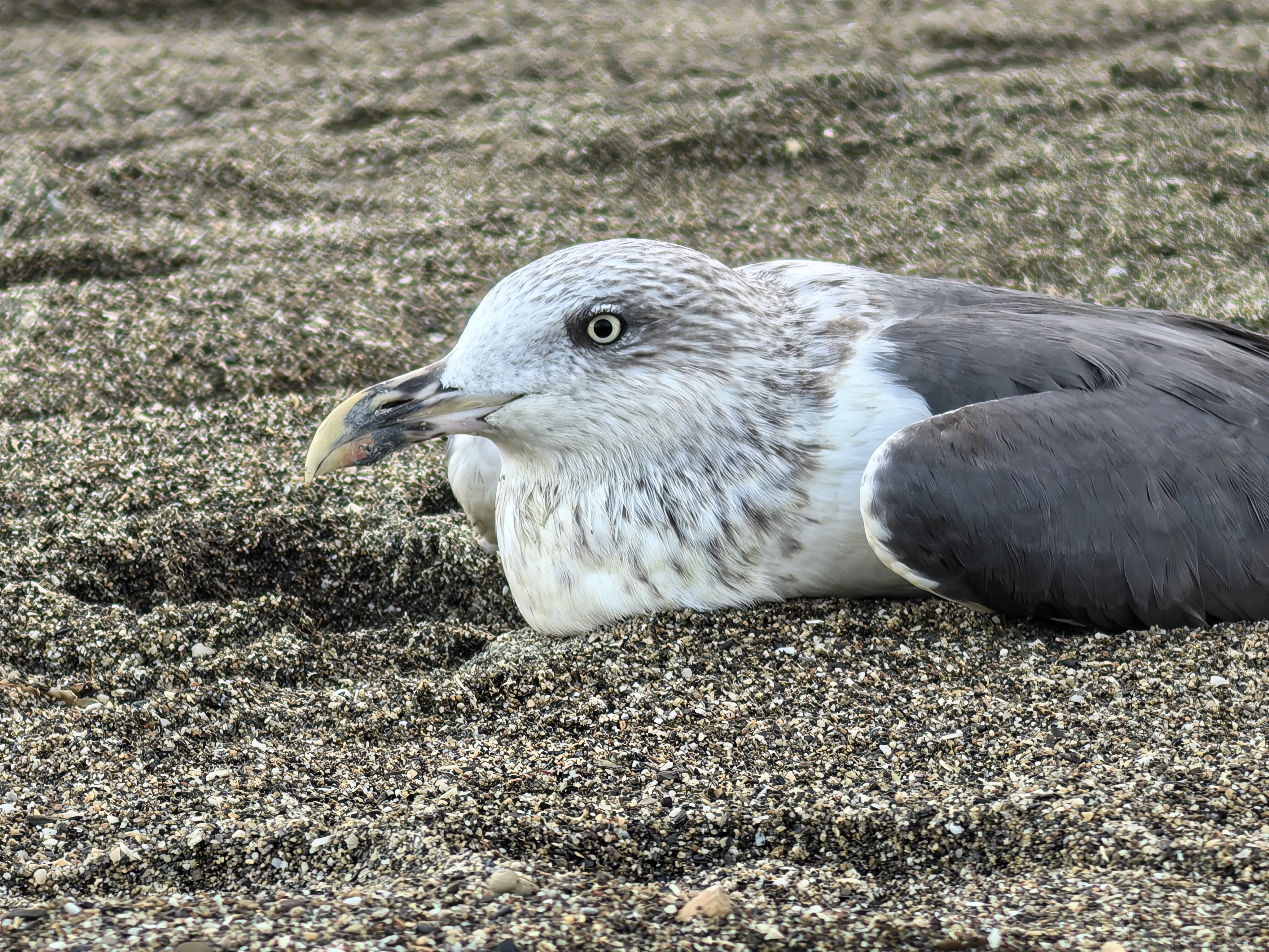 HUAWEI Pura 70 Ultra - System Aparatów - IMG_20251117_173954.webp